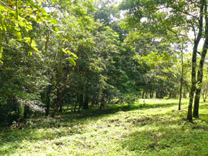 The gentle slopes have attractive building sites that include wooded areas.